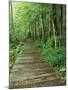 Trail of the Shadows, Mt. Rainier National Park, Washington, USA-Jamie & Judy Wild-Mounted Photographic Print