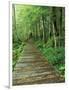 Trail of the Shadows, Mt. Rainier National Park, Washington, USA-Jamie & Judy Wild-Framed Photographic Print