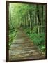 Trail of the Shadows, Mt. Rainier National Park, Washington, USA-Jamie & Judy Wild-Framed Photographic Print