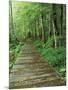 Trail of the Shadows, Mt. Rainier National Park, Washington, USA-Jamie & Judy Wild-Mounted Photographic Print