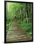 Trail of the Shadows, Mt. Rainier National Park, Washington, USA-Jamie & Judy Wild-Framed Photographic Print