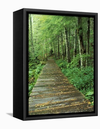 Trail of the Shadows, Mt. Rainier National Park, Washington, USA-Jamie & Judy Wild-Framed Stretched Canvas
