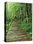 Trail of the Shadows, Mt. Rainier National Park, Washington, USA-Jamie & Judy Wild-Stretched Canvas