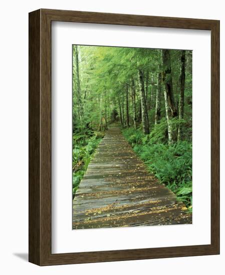 Trail of the Shadows, Mt. Rainier National Park, Washington, USA-Jamie & Judy Wild-Framed Photographic Print