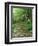 Trail of the Shadows, Mt. Rainier National Park, Washington, USA-Jamie & Judy Wild-Framed Photographic Print