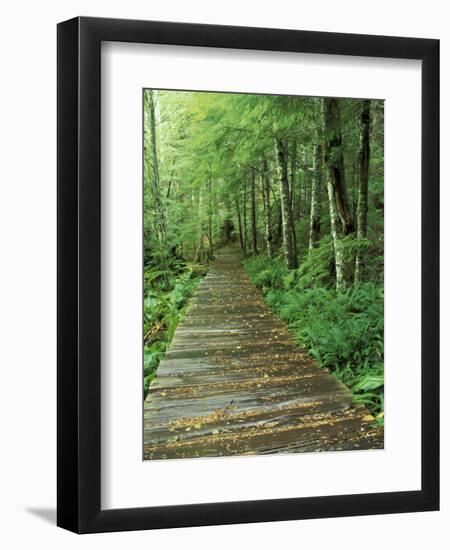 Trail of the Shadows, Mt. Rainier National Park, Washington, USA-Jamie & Judy Wild-Framed Photographic Print