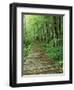 Trail of the Shadows, Mt. Rainier National Park, Washington, USA-Jamie & Judy Wild-Framed Photographic Print