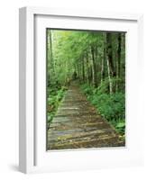 Trail of the Shadows, Mt. Rainier National Park, Washington, USA-Jamie & Judy Wild-Framed Photographic Print