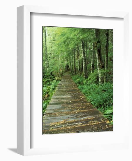 Trail of the Shadows, Mt. Rainier National Park, Washington, USA-Jamie & Judy Wild-Framed Photographic Print