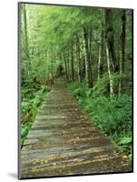 Trail of the Shadows, Mt. Rainier National Park, Washington, USA-Jamie & Judy Wild-Mounted Photographic Print