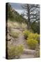 Trail Out of Frijoles Canyon, Bandelier National Monument, New Mexico-null-Stretched Canvas