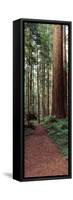 Trail Passing Through a Redwood Forest, Redwood National Park, California, USA-null-Framed Stretched Canvas