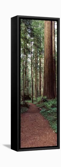 Trail Passing Through a Redwood Forest, Redwood National Park, California, USA-null-Framed Stretched Canvas