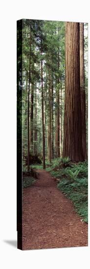 Trail Passing Through a Redwood Forest, Redwood National Park, California, USA-null-Stretched Canvas