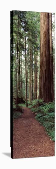 Trail Passing Through a Redwood Forest, Redwood National Park, California, USA-null-Stretched Canvas