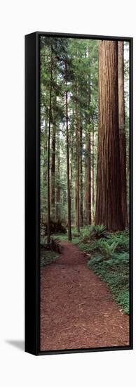 Trail Passing Through a Redwood Forest, Redwood National Park, California, USA-null-Framed Stretched Canvas