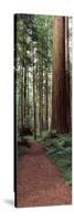 Trail Passing Through a Redwood Forest, Redwood National Park, California, USA-null-Stretched Canvas