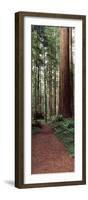 Trail Passing Through a Redwood Forest, Redwood National Park, California, USA-null-Framed Photographic Print