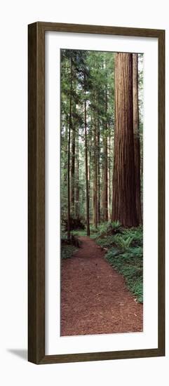 Trail Passing Through a Redwood Forest, Redwood National Park, California, USA-null-Framed Photographic Print