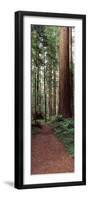 Trail Passing Through a Redwood Forest, Redwood National Park, California, USA-null-Framed Photographic Print