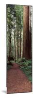 Trail Passing Through a Redwood Forest, Redwood National Park, California, USA-null-Mounted Photographic Print