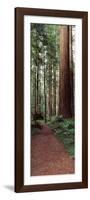 Trail Passing Through a Redwood Forest, Redwood National Park, California, USA-null-Framed Photographic Print