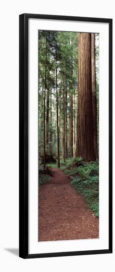 Trail Passing Through a Redwood Forest, Redwood National Park, California, USA-null-Framed Photographic Print