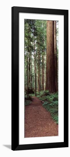 Trail Passing Through a Redwood Forest, Redwood National Park, California, USA-null-Framed Photographic Print