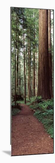 Trail Passing Through a Redwood Forest, Redwood National Park, California, USA-null-Mounted Photographic Print