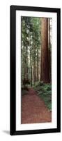 Trail Passing Through a Redwood Forest, Redwood National Park, California, USA-null-Framed Photographic Print