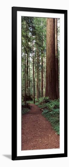 Trail Passing Through a Redwood Forest, Redwood National Park, California, USA-null-Framed Photographic Print