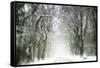 Trail Snow-Viviane Fedieu Daniel-Framed Stretched Canvas