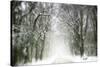 Trail Snow-Viviane Fedieu Daniel-Stretched Canvas