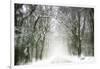 Trail Snow-Viviane Fedieu Daniel-Framed Photographic Print