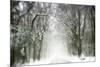 Trail Snow-Viviane Fedieu Daniel-Mounted Photographic Print