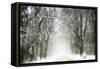 Trail Snow-Viviane Fedieu Daniel-Framed Stretched Canvas