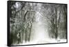 Trail Snow-Viviane Fedieu Daniel-Framed Stretched Canvas