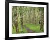 Trail through Alder Forest-Don Paulson-Framed Giclee Print