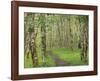 Trail through Alder Forest-Don Paulson-Framed Giclee Print