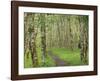 Trail through Alder Forest-Don Paulson-Framed Giclee Print