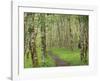 Trail through Alder Forest-Don Paulson-Framed Giclee Print