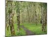 Trail through Alder Forest-Don Paulson-Mounted Giclee Print