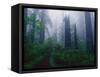 Trail Through Foggy Redwood Forest-Darrell Gulin-Framed Stretched Canvas