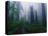 Trail Through Foggy Redwood Forest-Darrell Gulin-Stretched Canvas