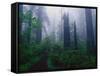 Trail Through Foggy Redwood Forest-Darrell Gulin-Framed Stretched Canvas