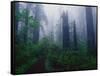 Trail Through Foggy Redwood Forest-Darrell Gulin-Framed Stretched Canvas