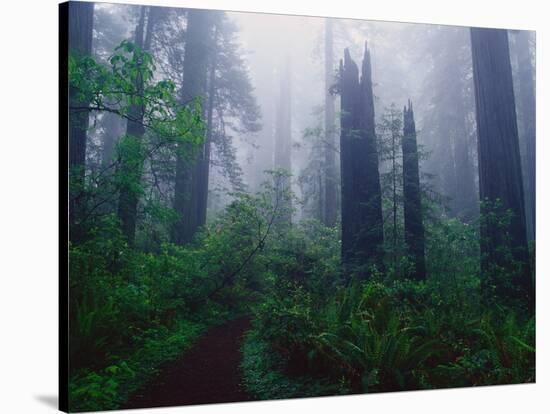 Trail Through Foggy Redwood Forest-Darrell Gulin-Stretched Canvas