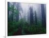 Trail Through Foggy Redwood Forest-Darrell Gulin-Framed Photographic Print