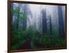 Trail Through Foggy Redwood Forest-Darrell Gulin-Framed Photographic Print