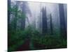 Trail Through Foggy Redwood Forest-Darrell Gulin-Mounted Photographic Print